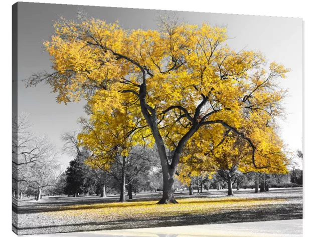 Large Yellow Leaves Black White Tree Nature Canvas Wall Art Picture Print
