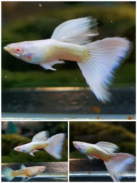 1 Pair Live Fish Guppy - White Platinum - Guppy Tropical - High Quality 1 Pair Live Fish Guppy - White Platinum - Guppy Tropical - High Quality