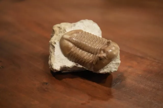 Trilobit Asaphus Lepidurus - Wolchow River Russia - Ordovizium - schöner Zustand 3