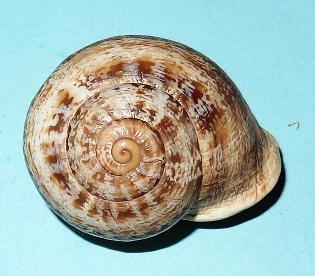 OTALA LACTEA - HELICIDAE - Spanish Land Snail Shell - 27.2mm F++#2342 ...