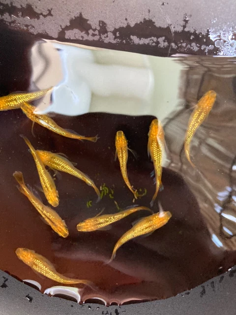 rice fish 30 eggs japan tropical medaka aquarium killifish fish 【lecris long fin