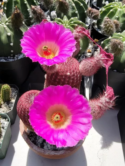 Echinocereus rigidissimus rubispinus  | Arizona Rainbow Cactus  (seeds)