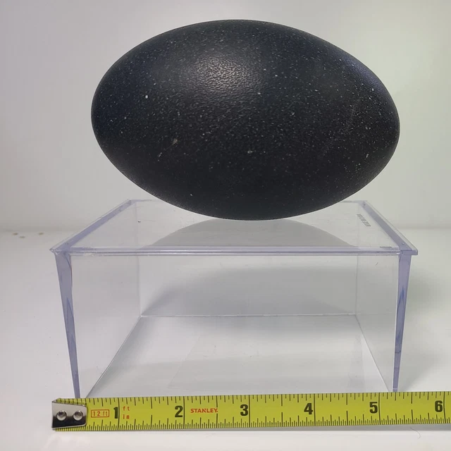 Cáscara de huevo emú limpia perfecta verde oscuro/negro muestra de educación artesanal