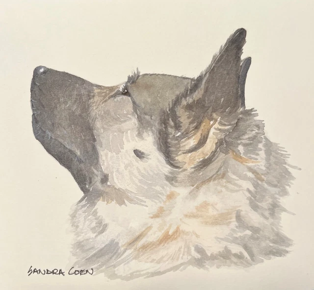 Norwegian Elkhound Original Watercolor Head study by Sandra Coen
