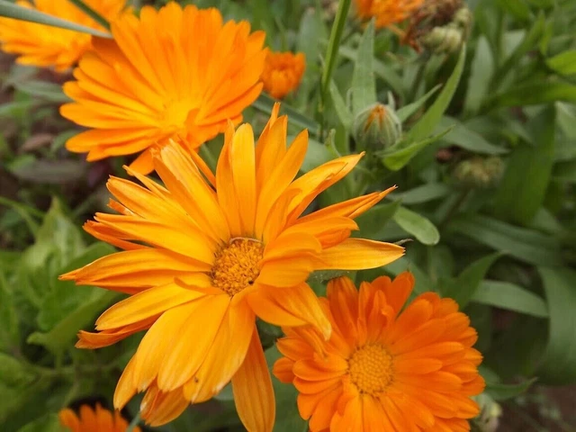 Souci officinal - Pot Marigold - Calendula o. 20+ Graines - Seeds Ed 008