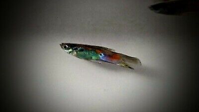 15 + extra Guppies! FedEx 1-2 Day Shipping!
