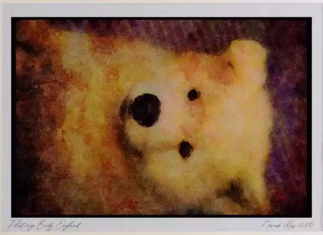 771082 Samoyed Limited Edition Watercolour Print