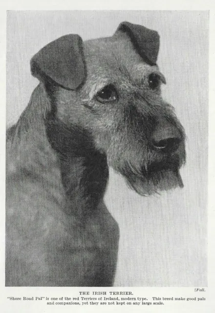 Irish Terrier "Pal" - 1934 Vintage Dog Art "Photo" Print - MATTED