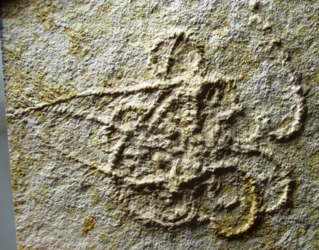 Floating crinoid fossil - Antedon pinnatus -  Solnhofen fm - Jurassic, Germany