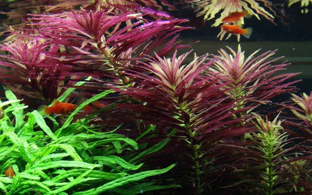 Aquarium Pflanze Limnophila hippuridoides Tropica Nr.047C Wasserpflanzen