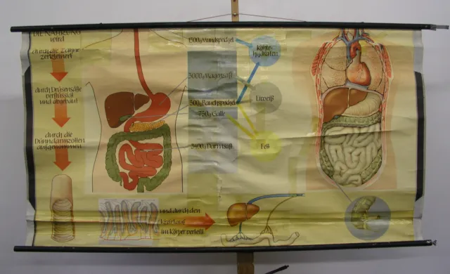 Tableau Nutrition Dent Estomac Intestin Docteur 168x90cm Vintage Doc Wall Chart