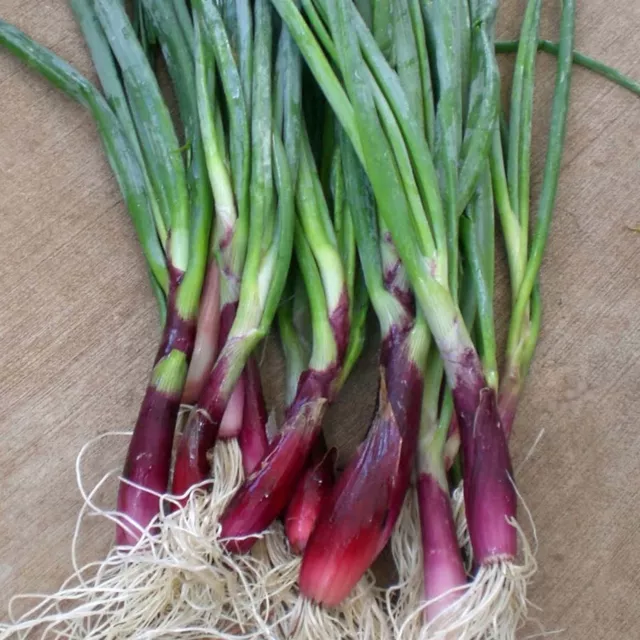 200 Graines de CIBOULE ROUGE  non traitées -Allium fistulosum Ail fistuleux Cive