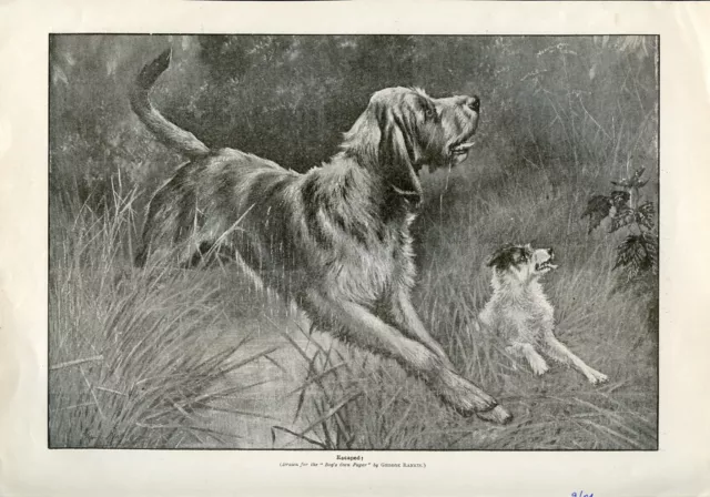 Otterhound Otter-Hound Jack Russell Fox Terrier Dog ANTIQUE Art Print 1904