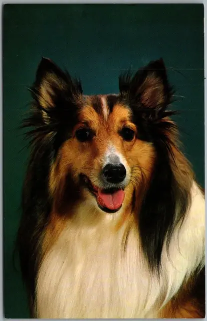 Vintage DOG Animal Postcard Collie "Wide Eyed Beauty on The Alert" c1960s Unused