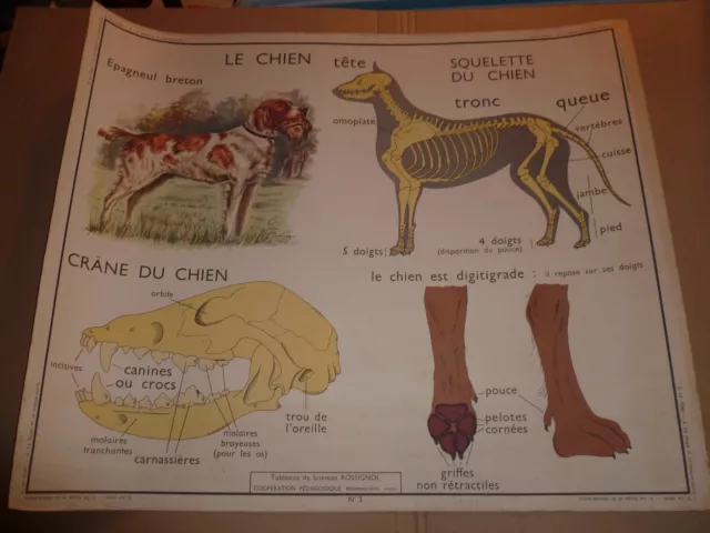 affiche scolaire science rossignol sciences  le chien chauve souris et  taupe