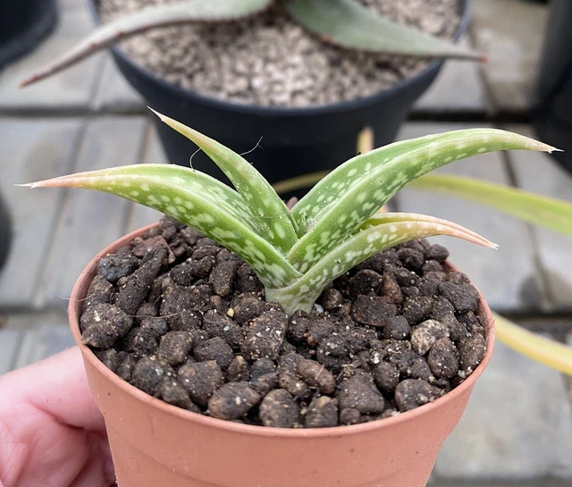 ALOE INERMIS, POT 7,5cm, Succulentes, Cactus, Caudex, Rare EUR 10,00 ...