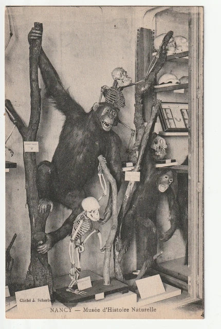 NANCY - Meurthe & Moselle - CPA 54 - Singes au musée d' Histoire Naturelle