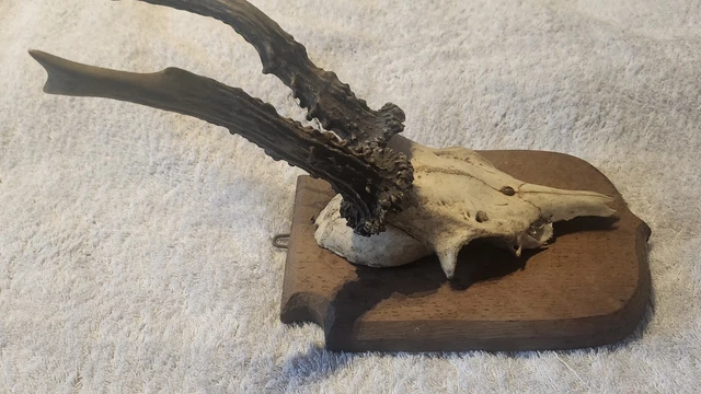 Trophée de chevreuil sur ecusson en bois Taxidermie Cabinet