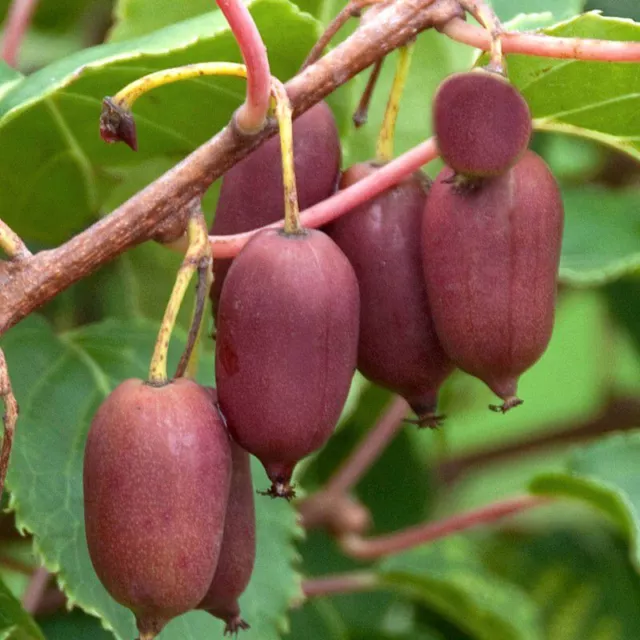 Actinidia arguta 'Purpuna Sadowa' * - Mini-Kiwi pourpre - Kiwaï rouge