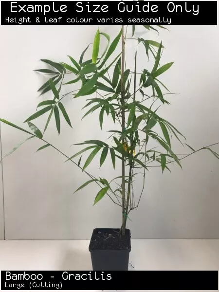 Bamboo - Gracilis (Bambusa textilis var. gracilis) Tree Plant