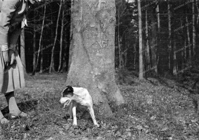 Negativ-Marksuhl-Thüringen-Wartburgkreis-Hund-Baum-Frau-1930er Jahre-9