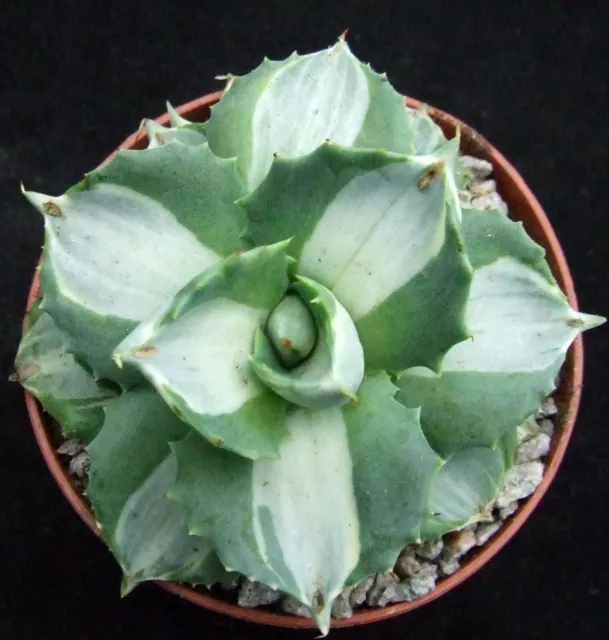 Agave Isthmensis 'Ohi Raijin' Variegated 8cm smaller-growing succulent /cactus