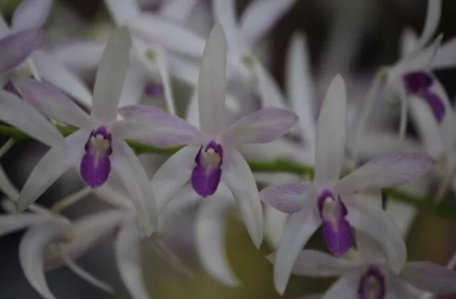 RON Special Dendrobium Orchid Den Warringah 'Purple Heaven FCC/AOC MID SIZE