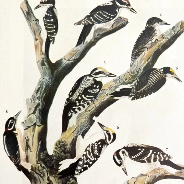 Two Woodpecker Types Bird 1946 Color Art Print John James Audubon Nature DWV2F