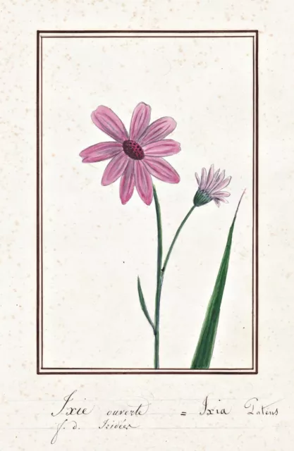 Ixia Patens Ixien Maïs Lily Flower Botany Fleurs Aquarelle Drawing 1830