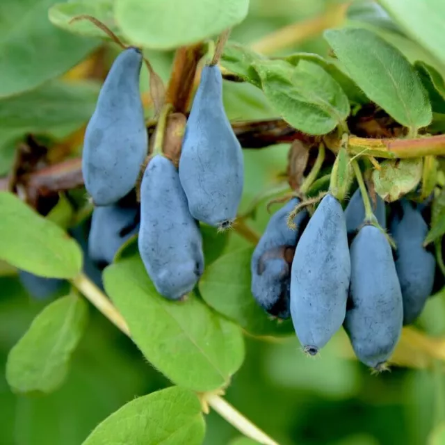 Lonicera kamtschatica 'Blue banana' - Baie de mai bleue à goût de fraise fumée