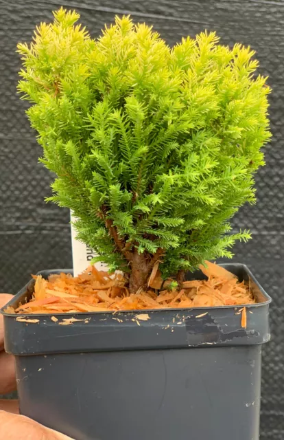 Chamaecyparis lawsoniana 'Treasure Island' (Treasure Island Lawson Cypress)