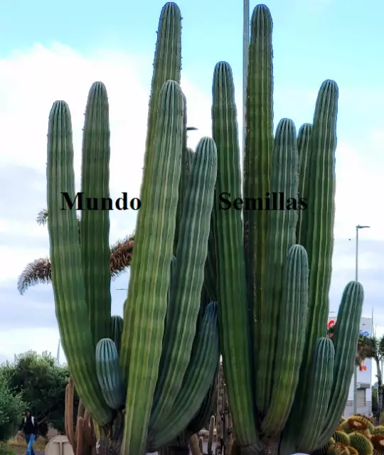 15 Semi Del Cactus Più Grande Del Mondo - Frutta Commestibile - Pachycereus