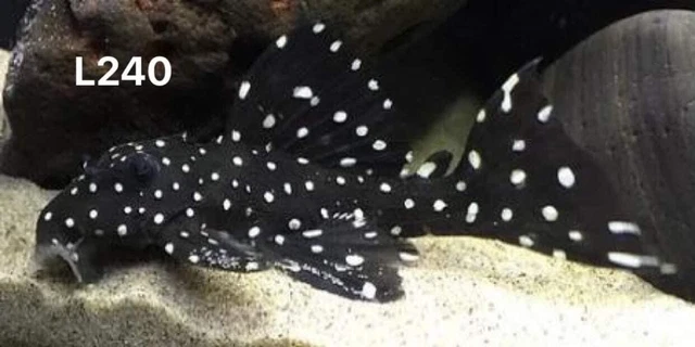 1 L240 Galaxy Vampire Pleco -( Size3+ Cm/ 1.2+ inch) -High Quality Pleco USA 2