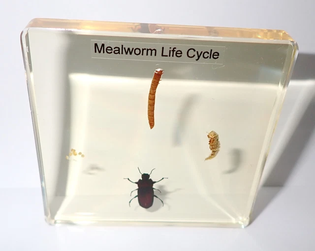 MEALWORM BEETLE LIFE Cycle 4 stages Simplified Set Amber Clear