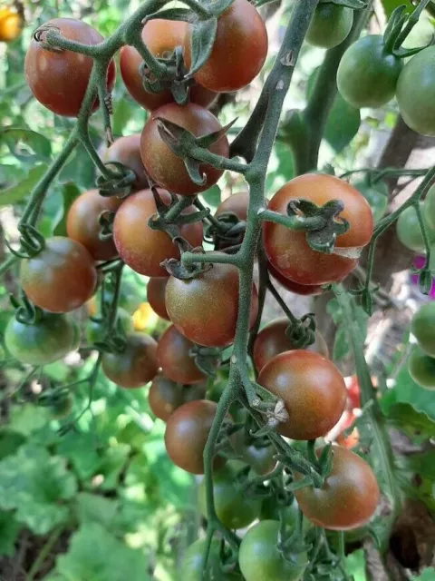 Reinhard's Purple Sugar Tomato - 5+ Seeds - Graines - Semillas - Samen - P 398