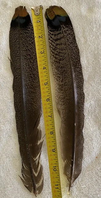 beautiful pair of Oscillated Turkey Tail Feathers for salmon fly tying/ crafts beautiful pair of Oscillated Turkey Tail Feathers for salmon fly tying/ crafts