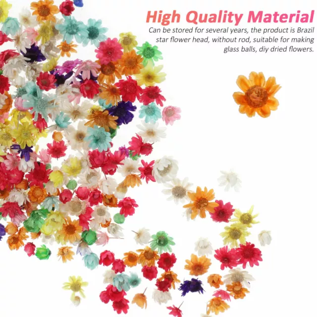 Real Dried Flowers For DIY Art Craft Epoxy Resin Candle Making Jewelry Glass Kit