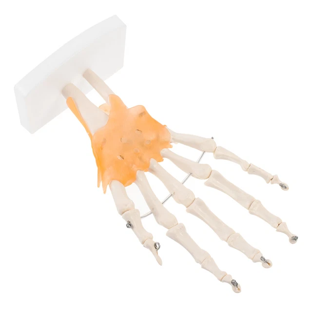 JOYIN Halloween Stampa 3D Giocattolo Scheletro Animali 6 Pezzi Con Articolazioni Con Dinosauri, Coccodrilli, Unicorni, Balene, Squali, Cani, Scheletri, Gatti, Giocattoli Stampati 3D Per Bambini E Erwa
