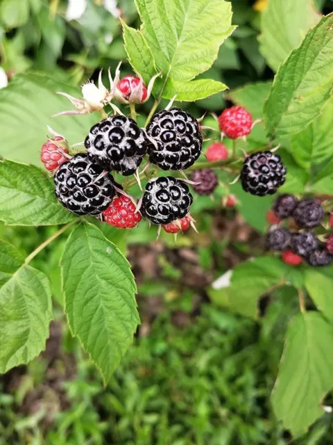 Wild Black Raspberry 20 Seeds Canada Native Blackcap Berry, Bramble Fruit Shrub