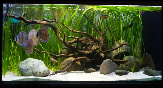 Substrat de terrarium sable aquarium aquarium gravier blanc SILICE 0,5-0,8 mm 2 kg 2
