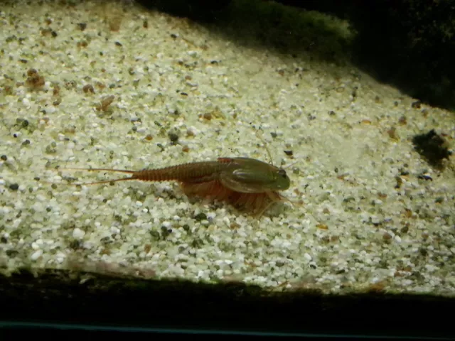 Breeding approach Triops Mongolia including food and instructions