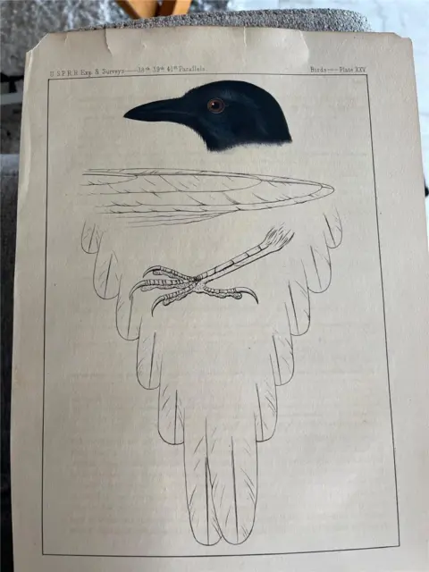 Pacific Railroad Surveys - Print 1855. Crow Bird Print by Stanley