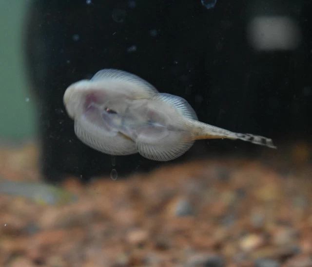 Live Assorted Hillstream Loach (Pack of 3 Aquarium Fish) *PLS READ DESCR* 5