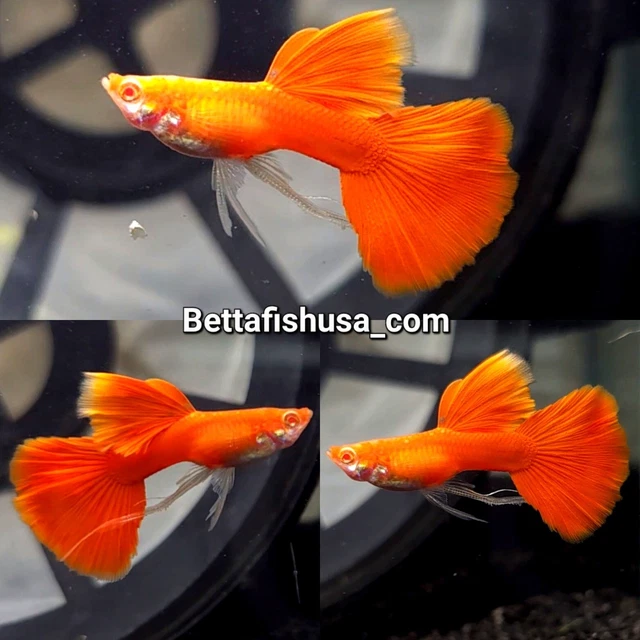 1 Male Albino Full Red BDS Ribbon Guppies - High Quality Live Guppy Fish