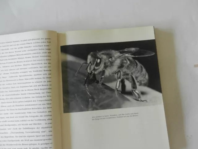 Hornsmann + Doering - Die Welt der Biene 1956 - Bienen Imker Imkerei Honig