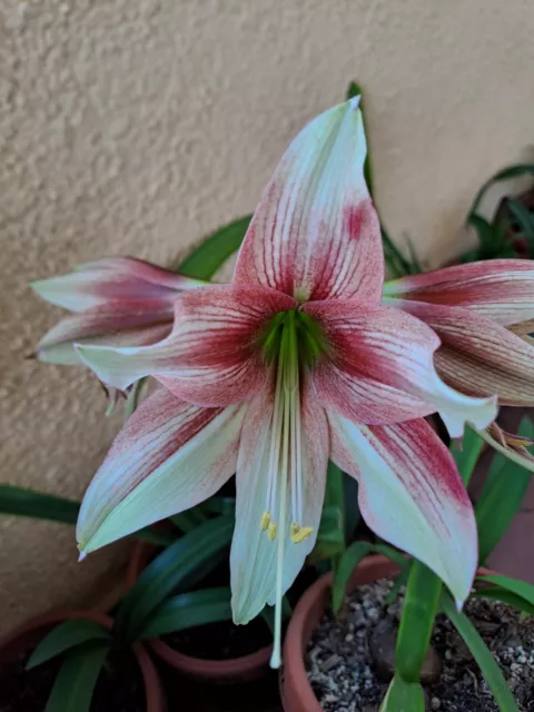 Hippeastrum JHER - 1 bulb about 3,5cm OFFSET