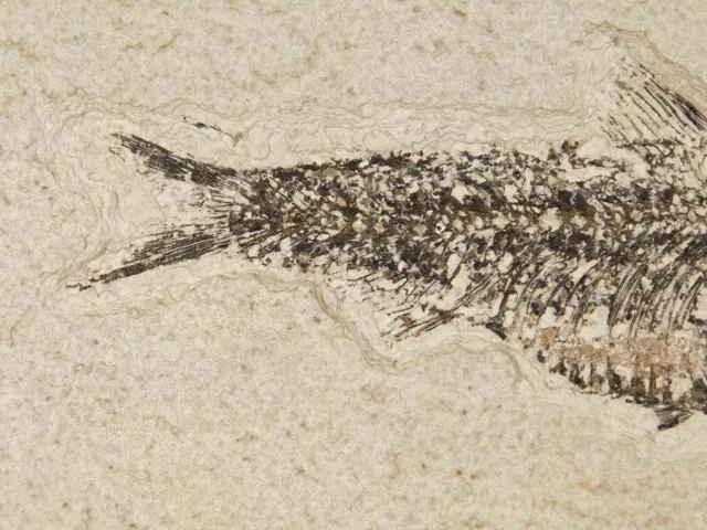 Super Fine BONES! Knightia FISH Fossil on Big Matrix From Wyoming 1715gr