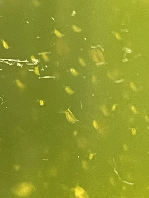 200+ Live Daphnia Magna (Clean Indoor Culture) FREE PRIORITY SHIPPING