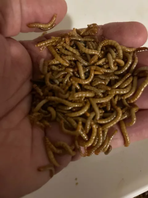 Live Mealworms 50ct-1000ct organically grown .5-1inches Free Shipping