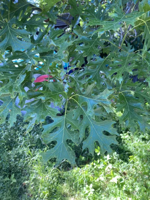 3’ Shumard Red Oak Tree Live Home Landscape Plants Garden Hard Wood Shade Trees